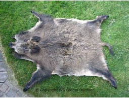 Wildschweinfell