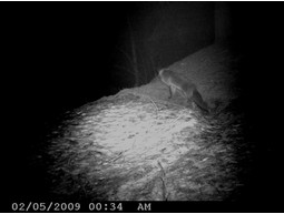 Wild camera 8MP