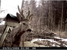 Wild camera 8MP