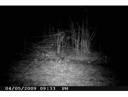 Wild camera 8MP