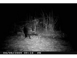 Wild camera 8MP