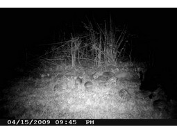 Wild camera 8MP