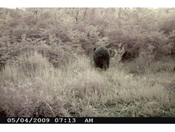 Wild camera 8MP