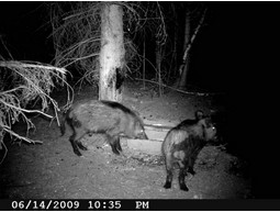 Wild camera 8MP