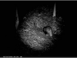 Wild camera 8MP