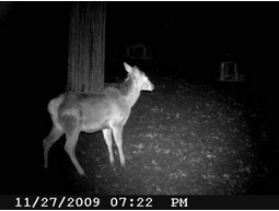 Wild camera 8MP