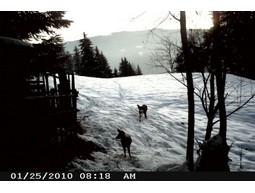 Wild camera 8MP