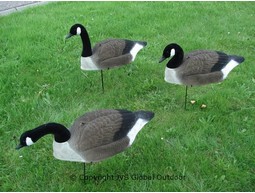 Kanadagans Lockvogel, beflockt, loser Kopf