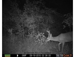 Wildcamera TRUTH Cam 46