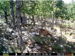 Wildcamera TRUTH Cam 46