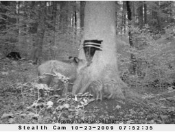Schwarzwild Kirrung