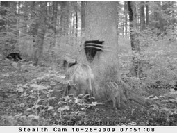 Schwarzwild Kirrung