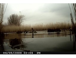 Wildkamera 12MP 