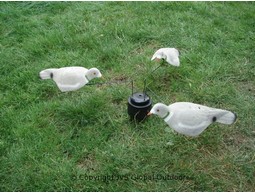 Kr&auml;hen / Tauben karussell klein ohne Lockvögel