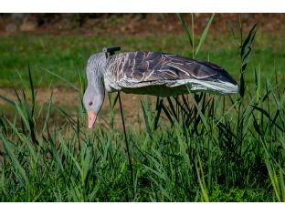 JVS Decoys Graugans 2D Windsock-Lockvogel - 12 Stuck